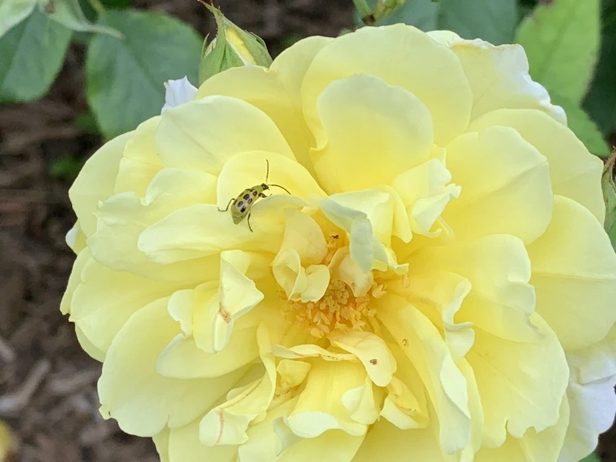 IMG_4199.jpg?type=w966