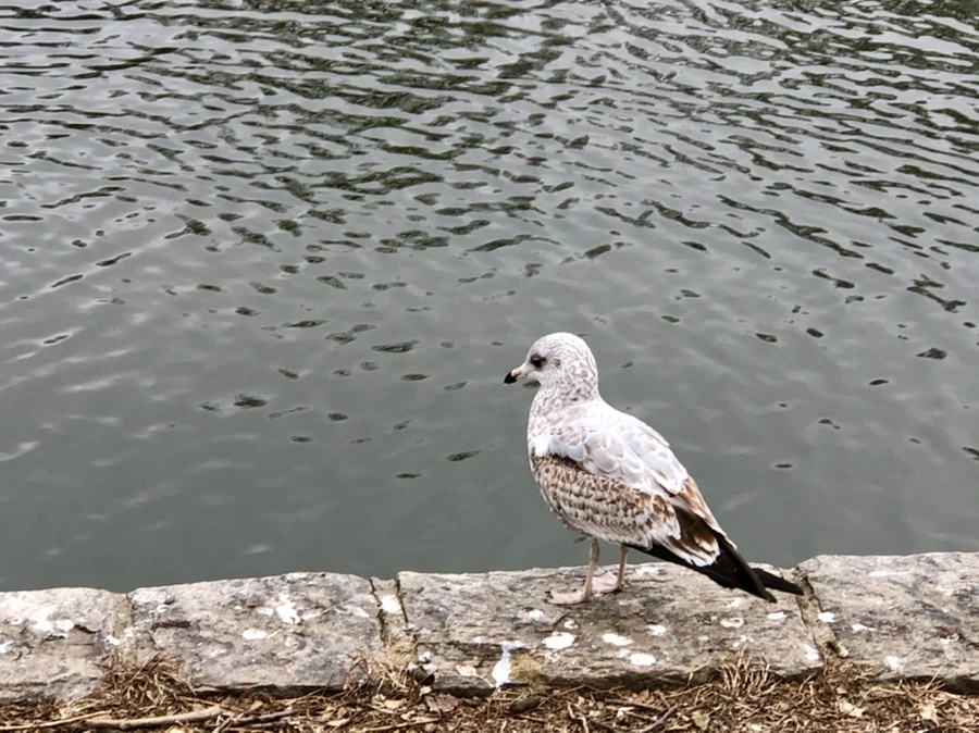 IMG_3314.jpg?type=w966