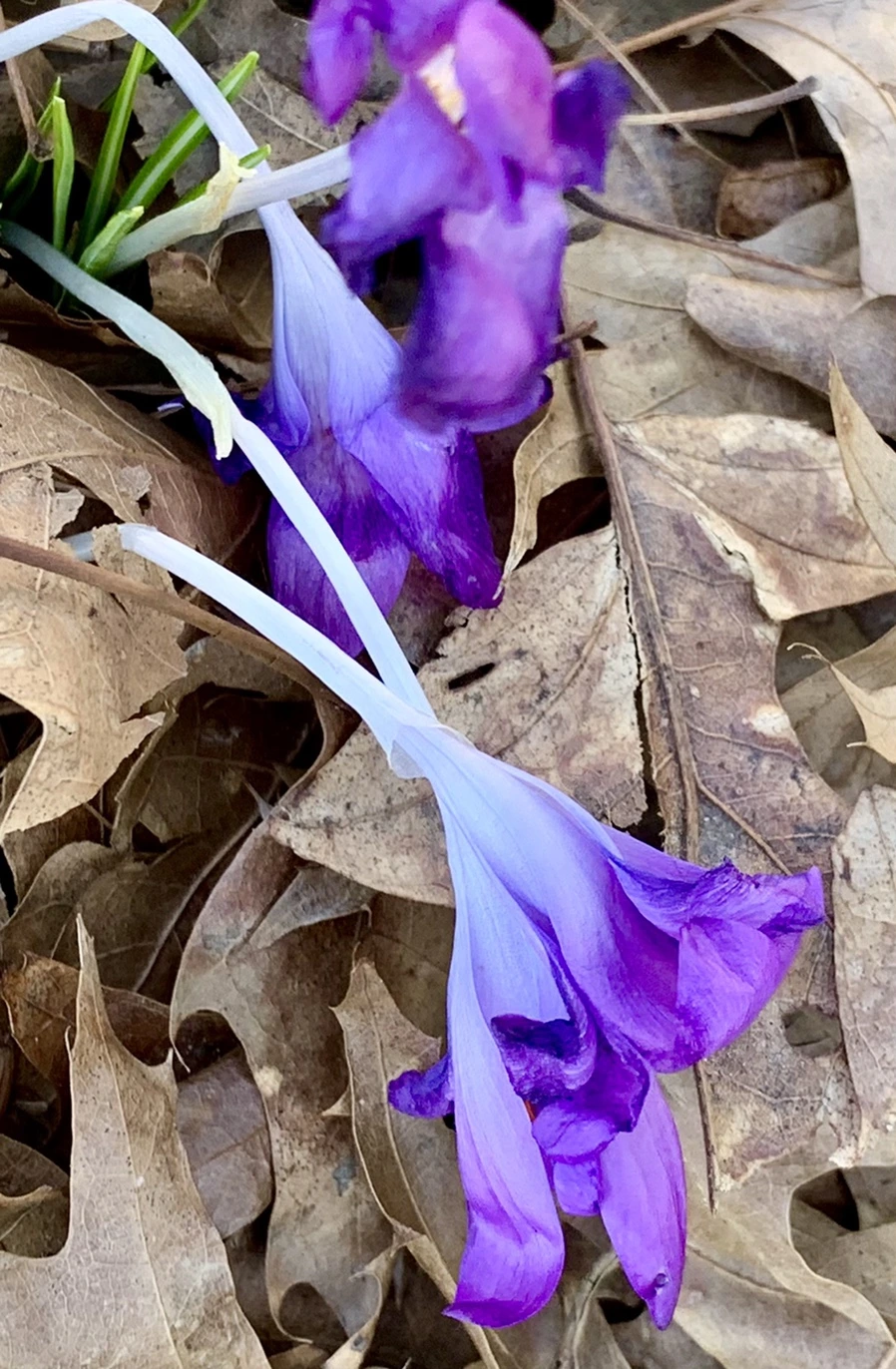 IMG_1439.jpg?type=w966