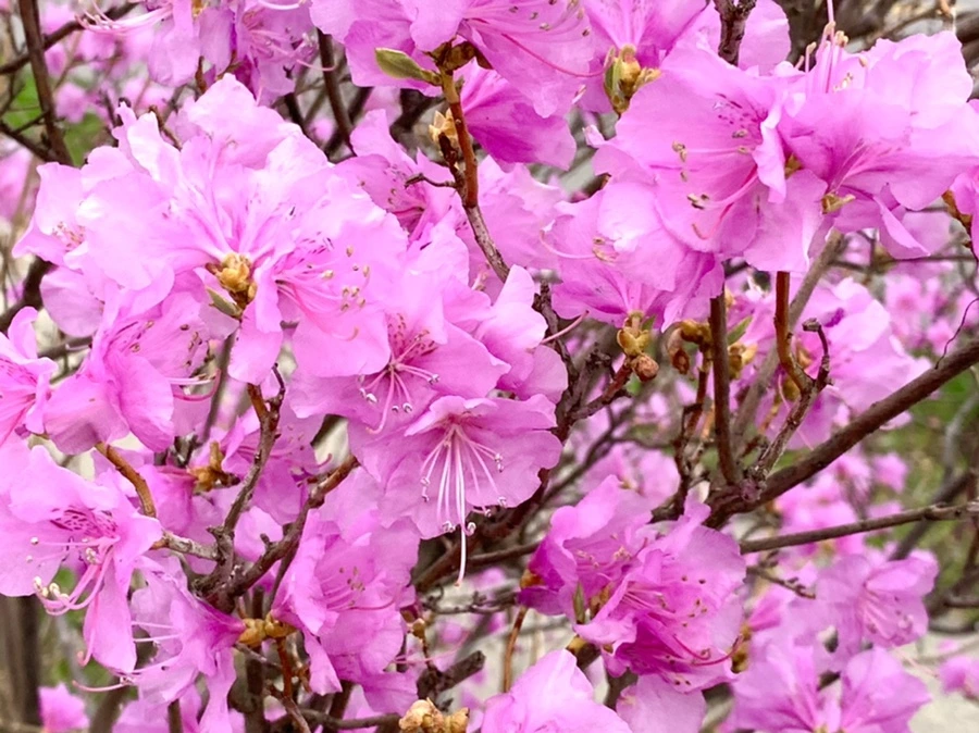 IMG_5958.jpg?type=w966