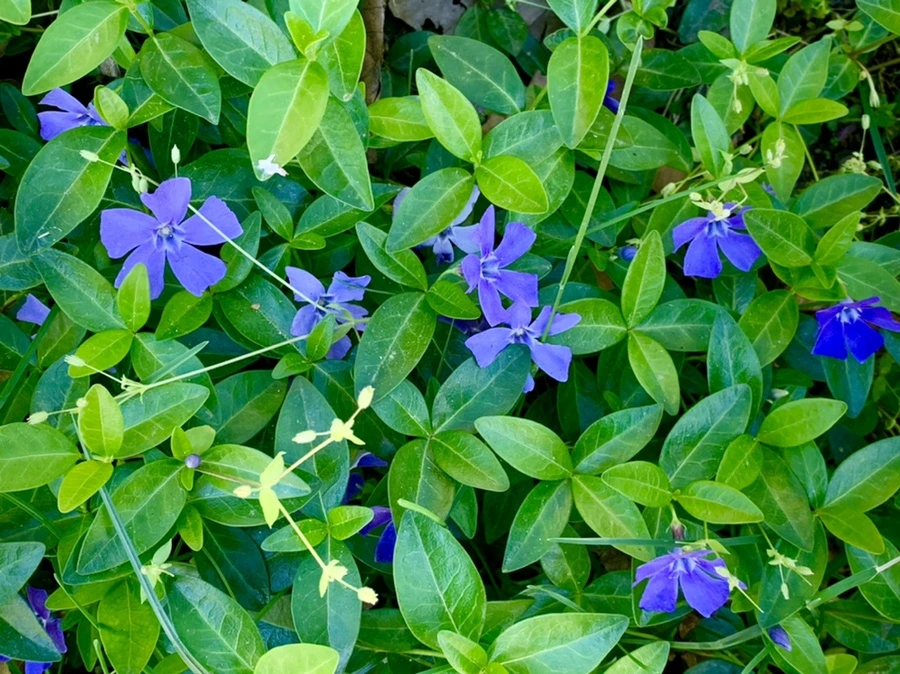 IMG_8454.jpg?type=w966