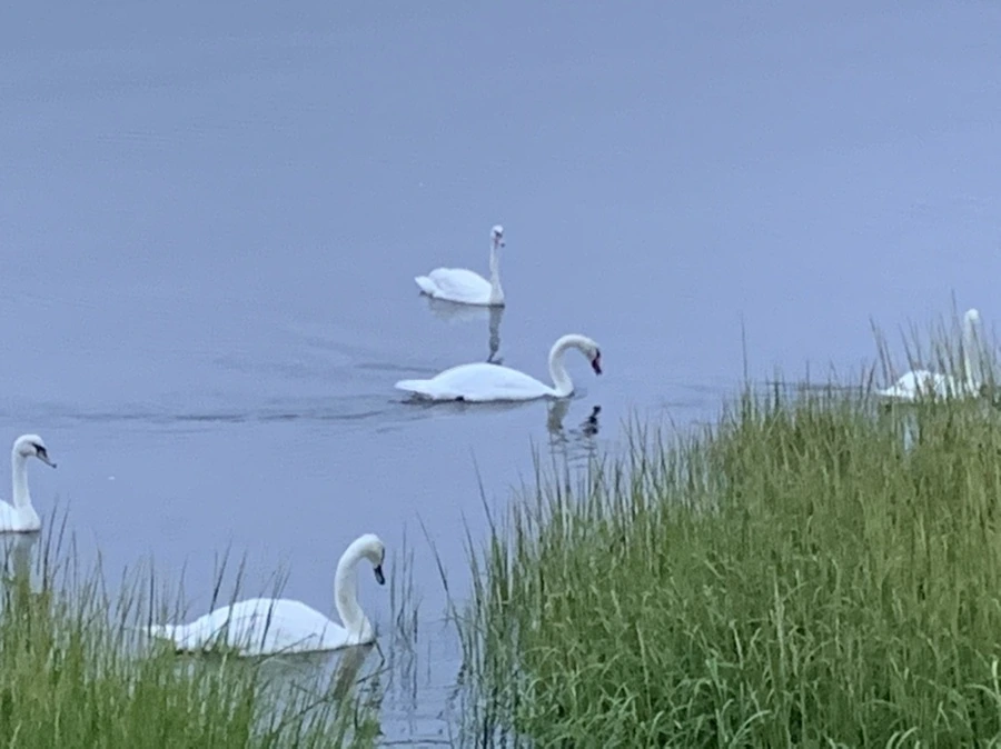 IMG_6632.jpg?type=w966