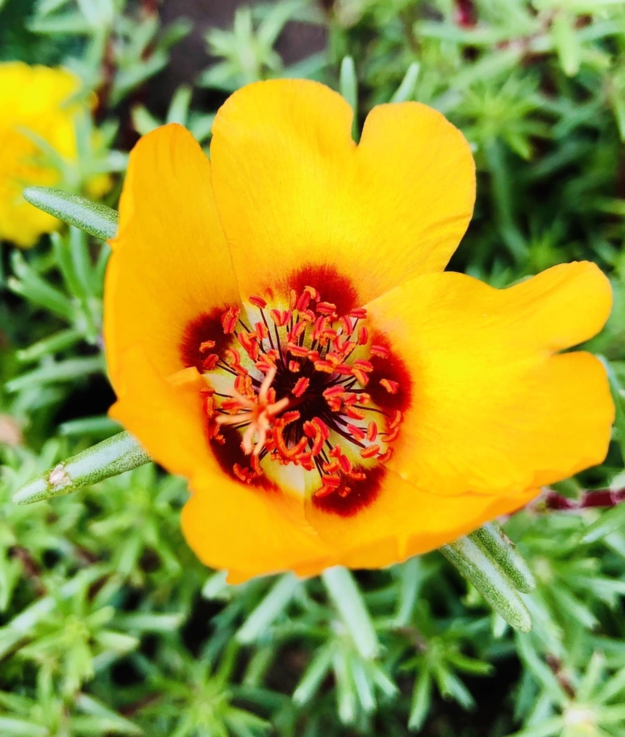 IMG_1451.jpg?type=w966