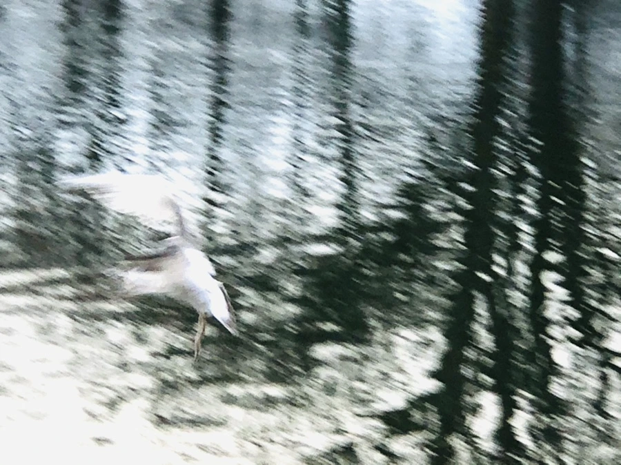 IMG_9130.jpg?type=w966