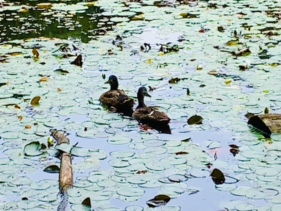 IMG_9124.jpg?type=w966