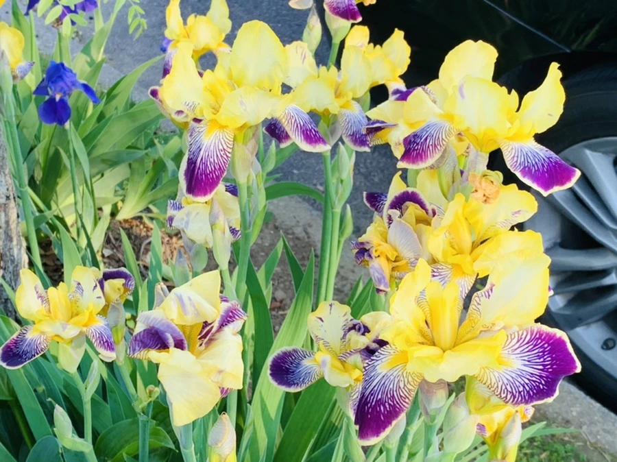 IMG_3447.jpg?type=w966