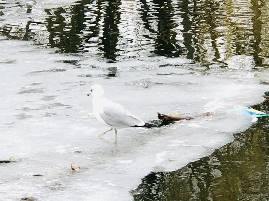 IMG_6374.jpg?type=w966