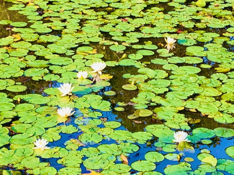 IMG_0792.jpg?type=w966