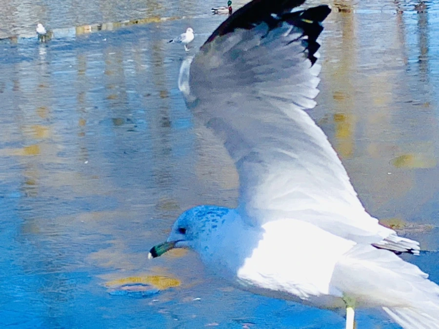 IMG_8330.jpg?type=w966