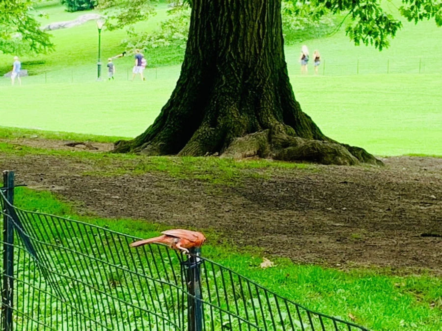 IMG_9923.jpg?type=w966