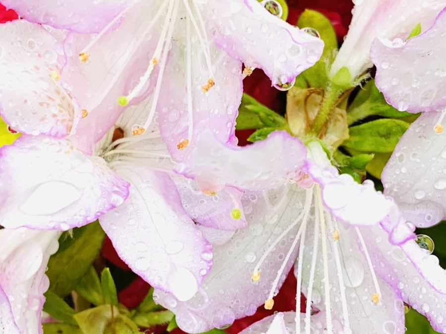 IMG_9375.jpg?type=w966