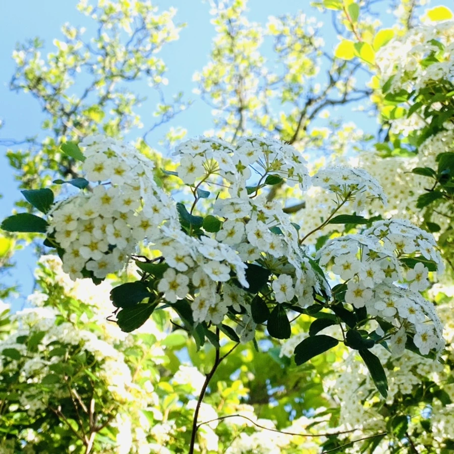 IMG_1879.jpg?type=w966