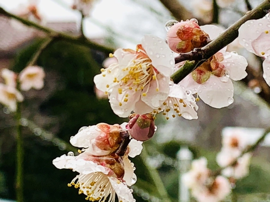 IMG_1899.jpg?type=w966