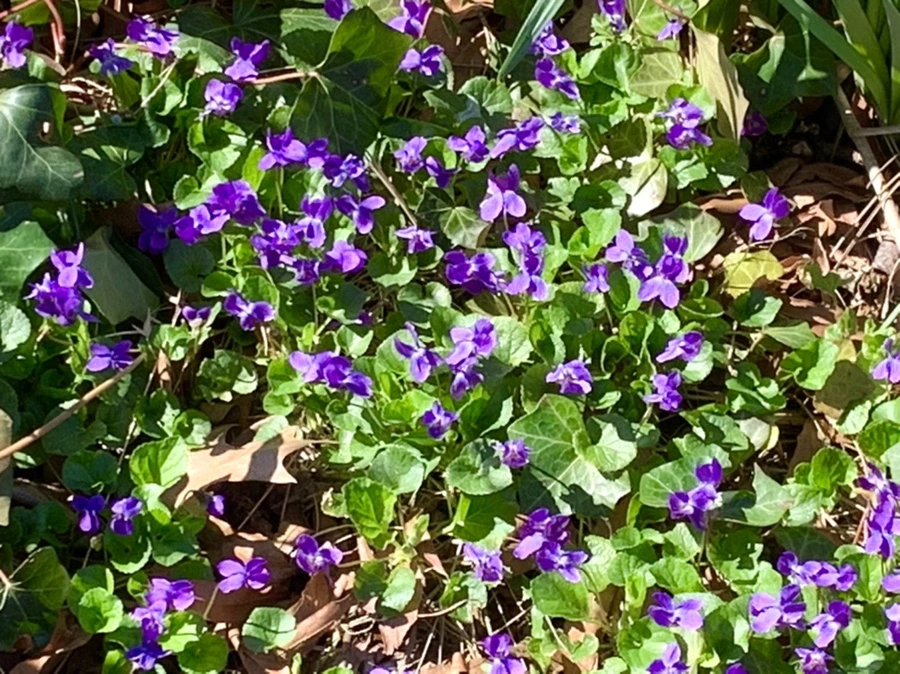 IMG_5770.jpg?type=w966