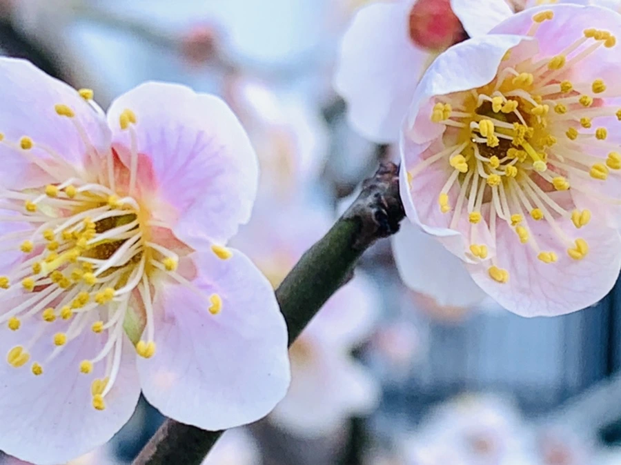 IMG_1016.jpg?type=w966