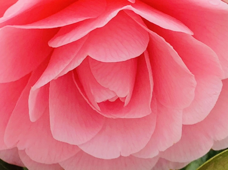 IMG_6315.jpg?type=w966