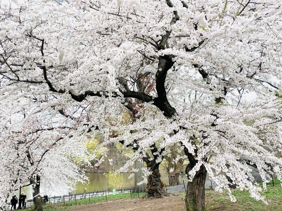 IMG_9825.jpg?type=w966