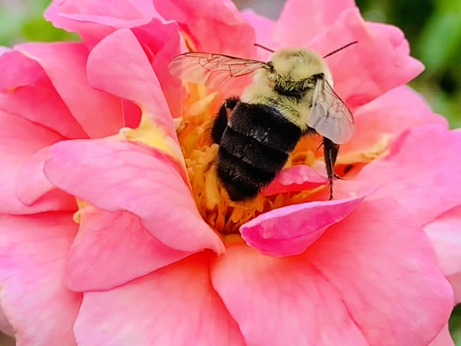 IMG_3970.jpg?type=w966