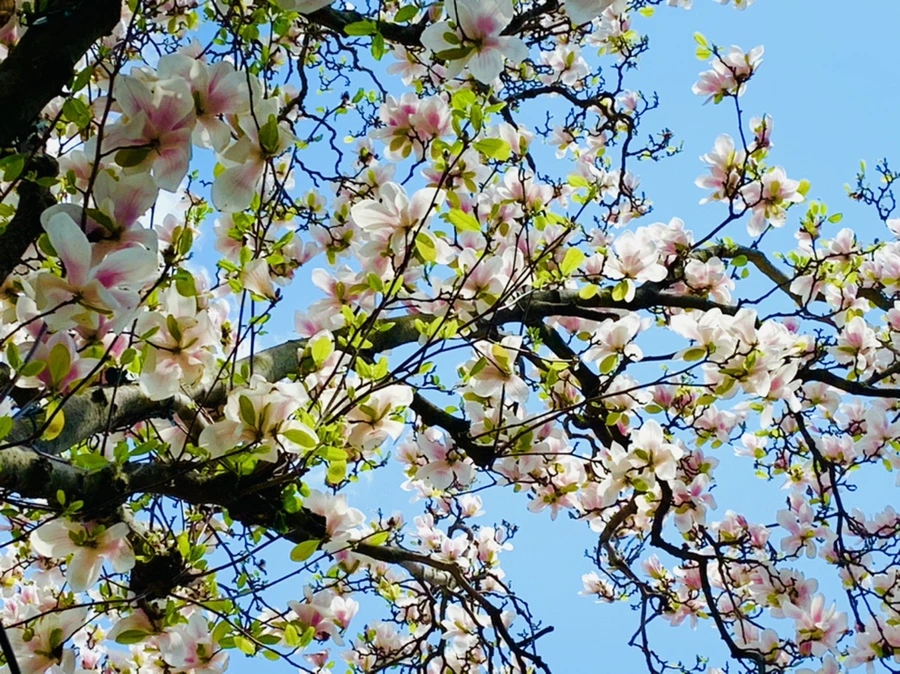 IMG_3900.jpg?type=w966