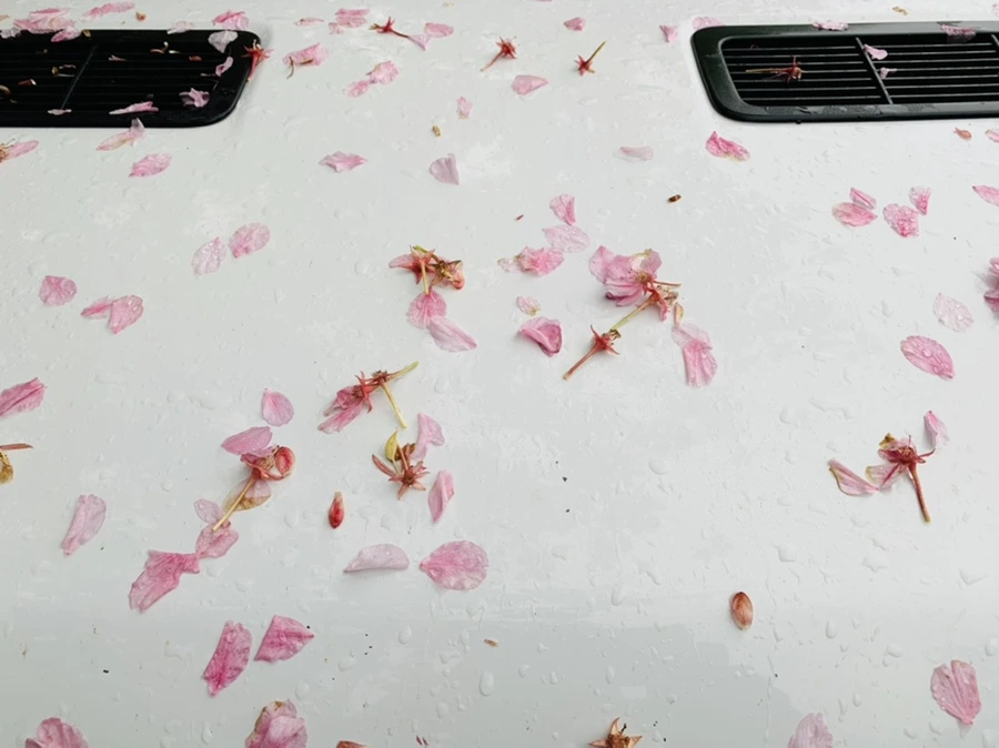 IMG_9254.jpg?type=w966