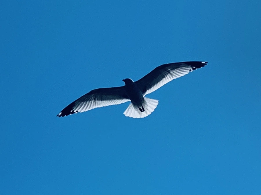 IMG_9439.jpg?type=w966