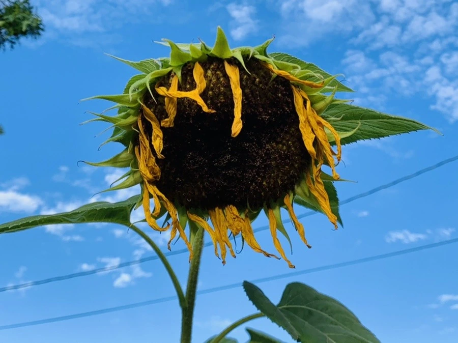 j4NVNMB61avUrkdhKxcT1l1TqDs