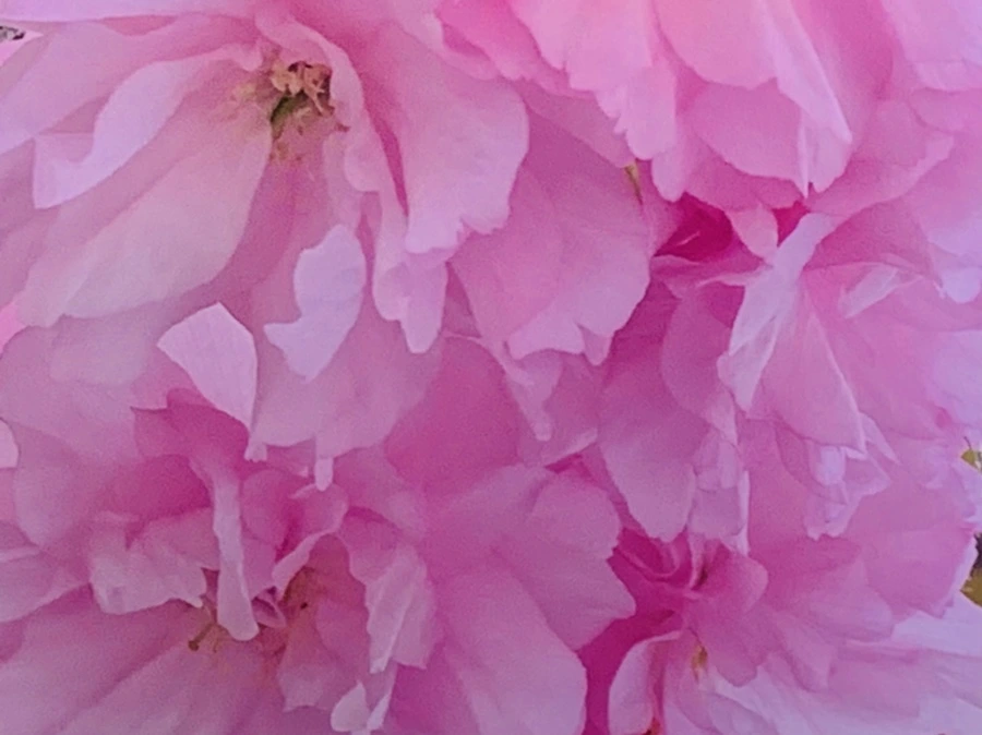 IMG_7384.jpg?type=w966