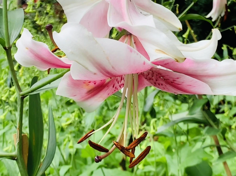 IMG_4983.jpg?type=w966