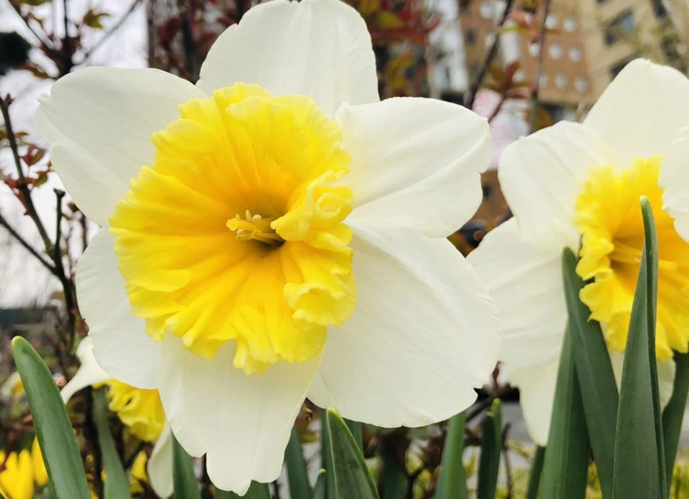 IMG_2771.jpg?type=w966