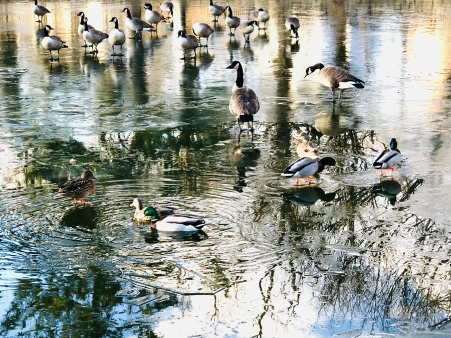 IMG_4989.jpg?type=w966