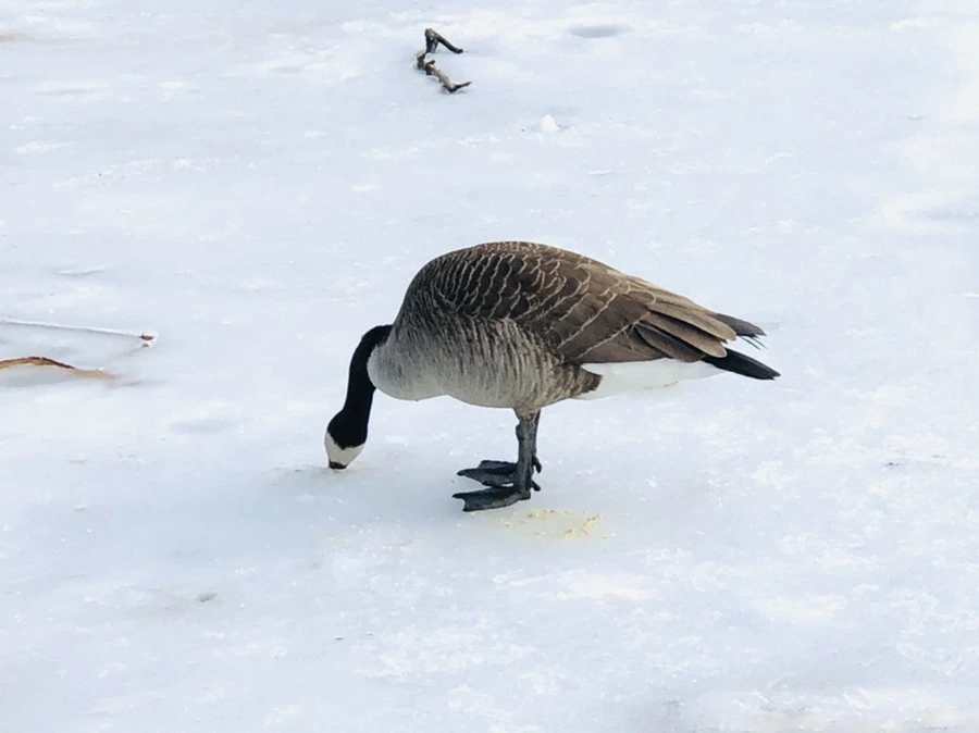 IMG_2937.jpg?type=w966