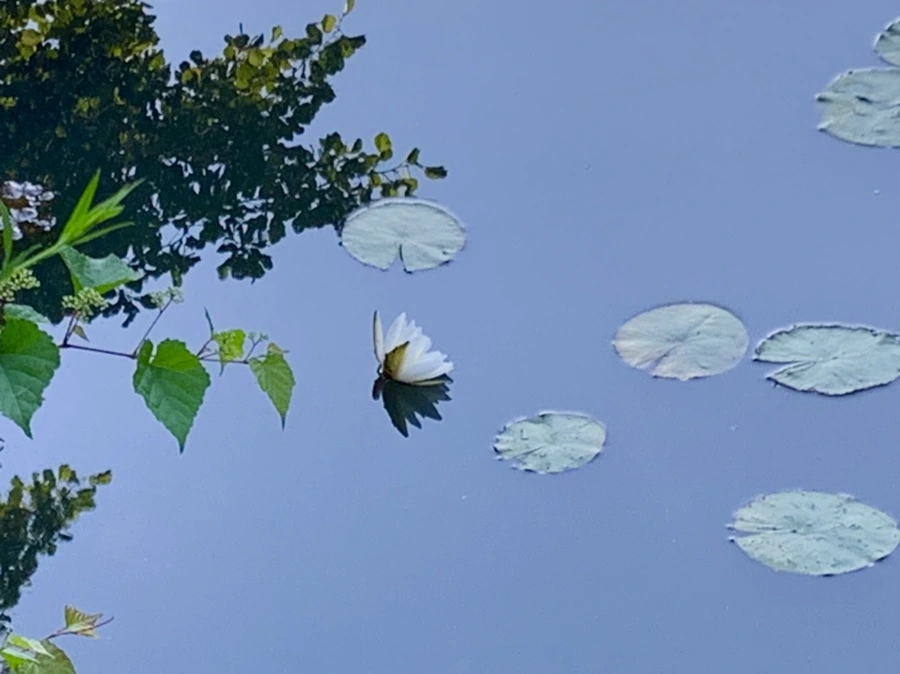 IMG_4297.jpg?type=w966