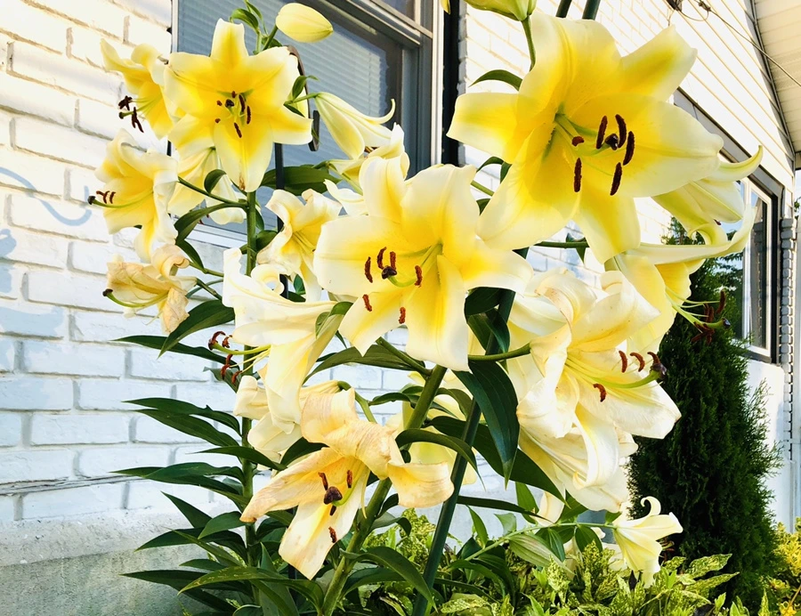 IMG_2471.jpg?type=w966