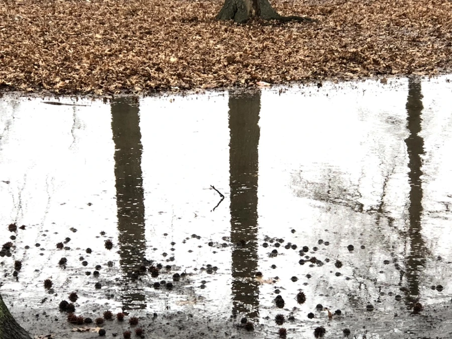 IMG_9667.jpg?type=w966