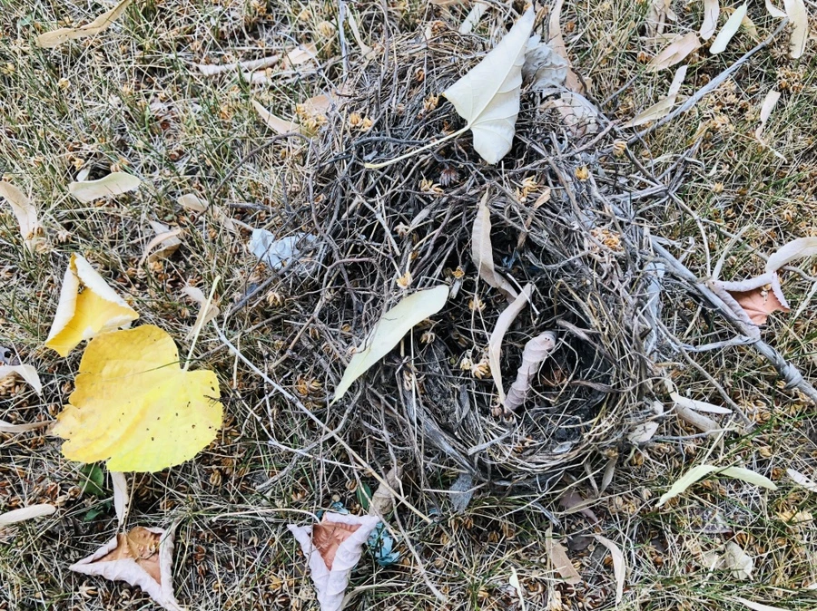 IMG_2065.jpg?type=w966