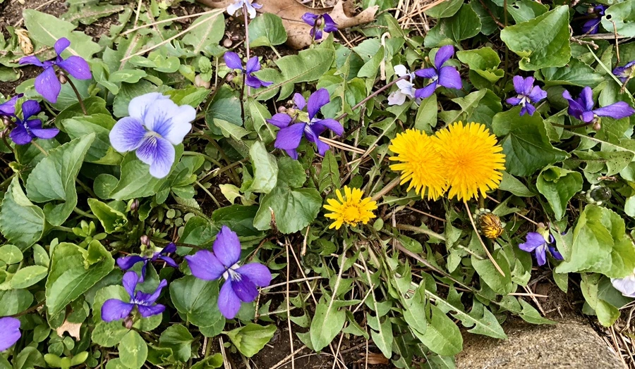 IMG_7068.jpg?type=w966