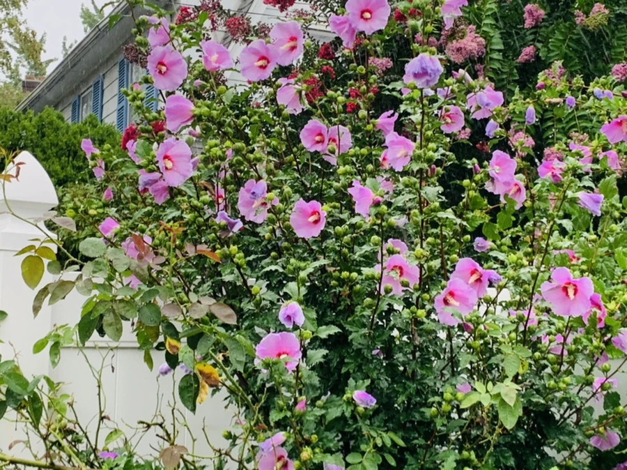 IMG_3819.jpg?type=w966