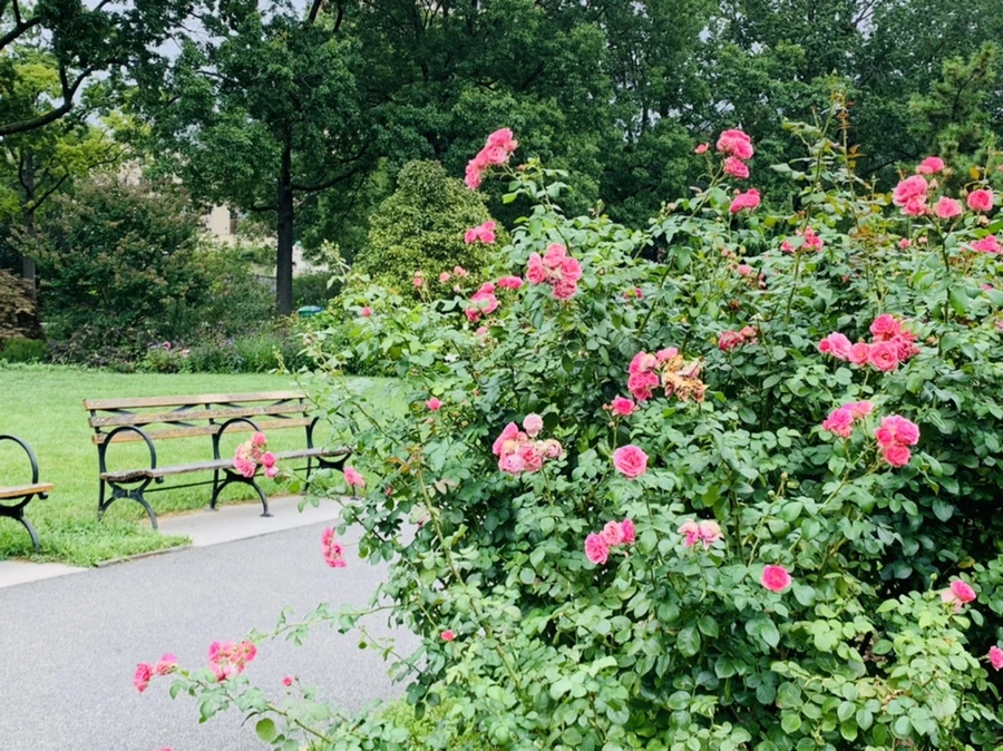 IMG_6948.jpg?type=w966