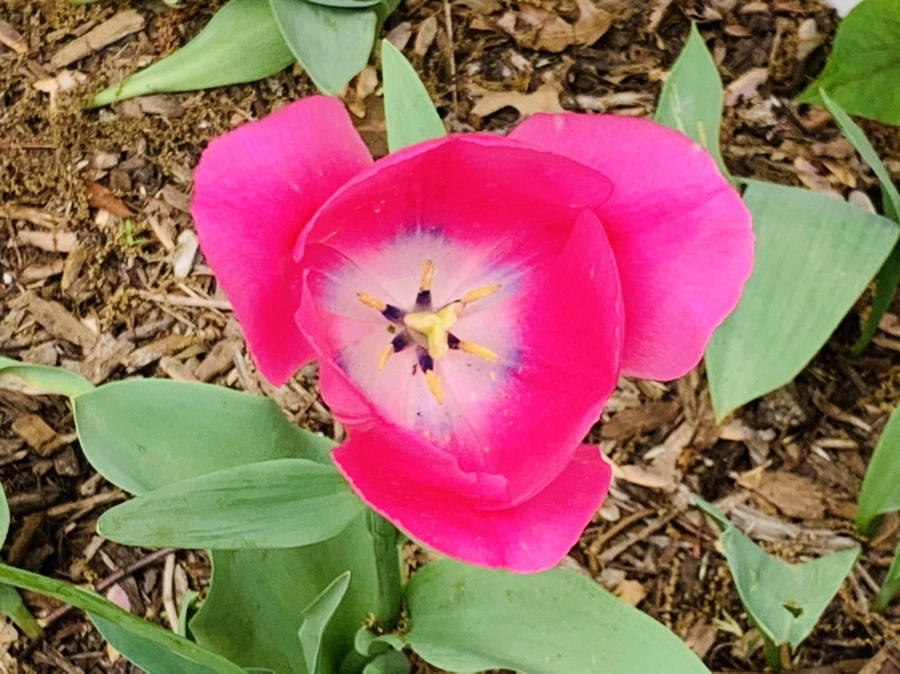 IMG_1312.jpg?type=w966