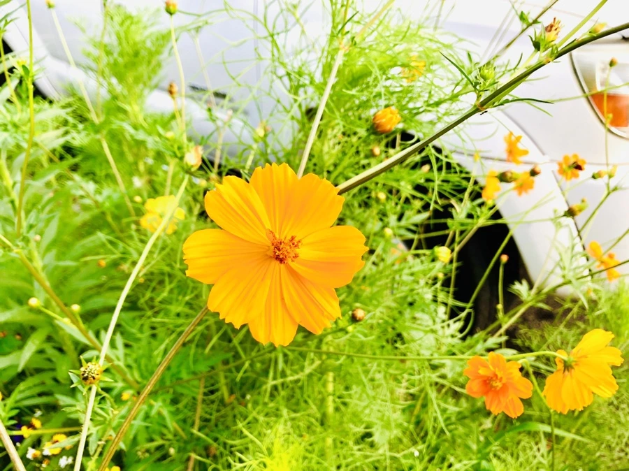 IMG_4587.jpg?type=w966