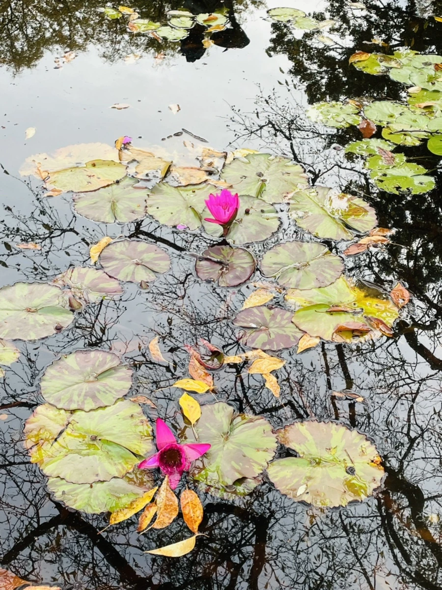 IMG_1274.jpg?type=w966