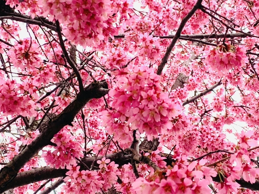 IMG_6223.jpg?type=w966