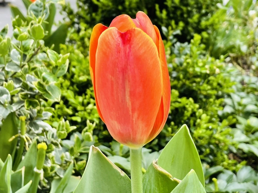 IMG_2600.jpg?type=w966