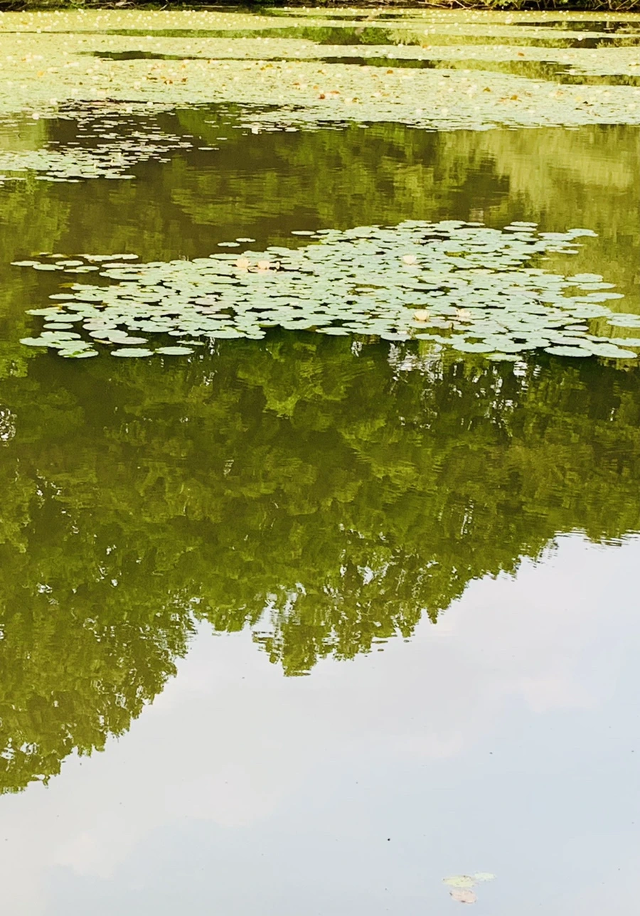 IMG_1508.jpg?type=w966