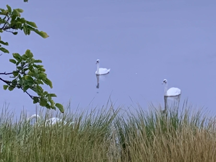 IMG_6620.jpg?type=w966