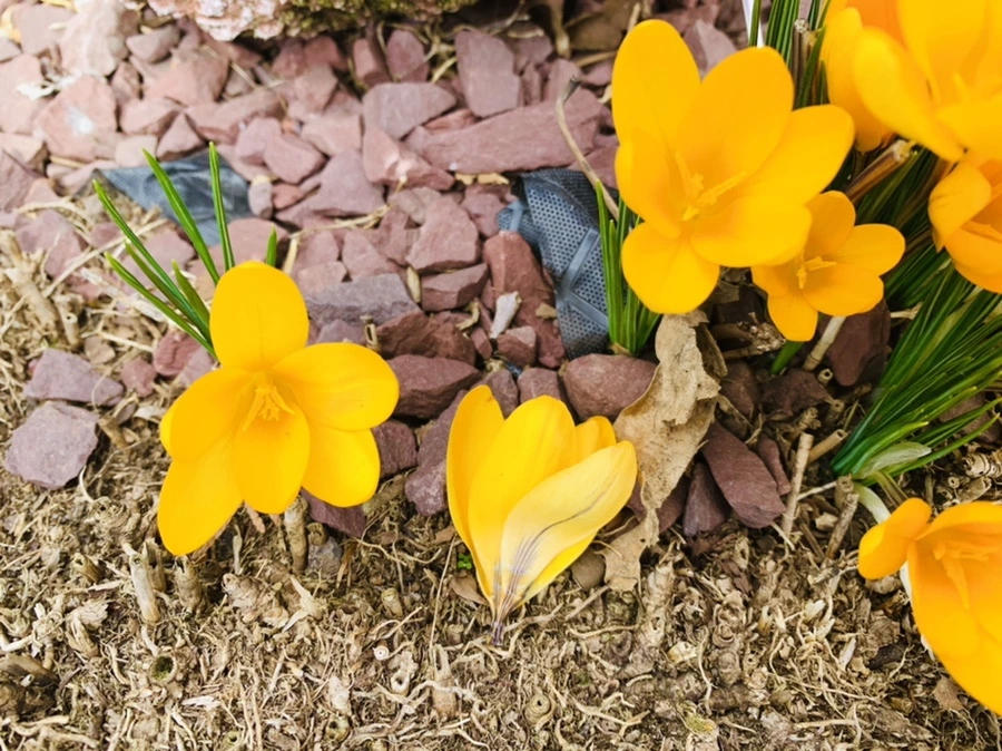 IMG_1089.jpg?type=w966