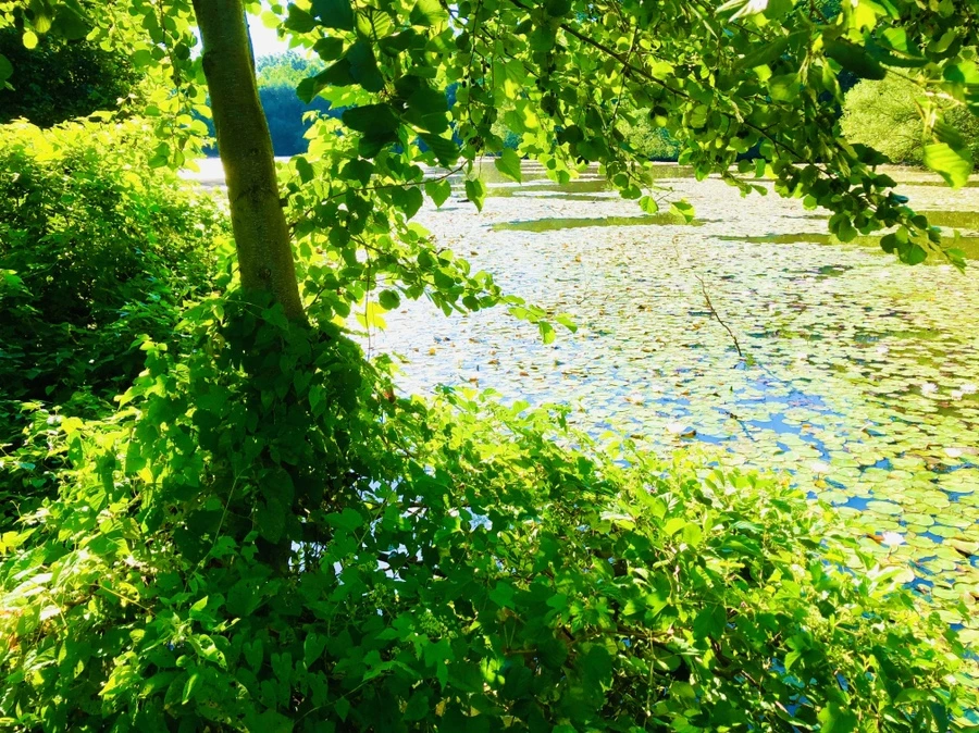 IMG_3928.jpg?type=w966