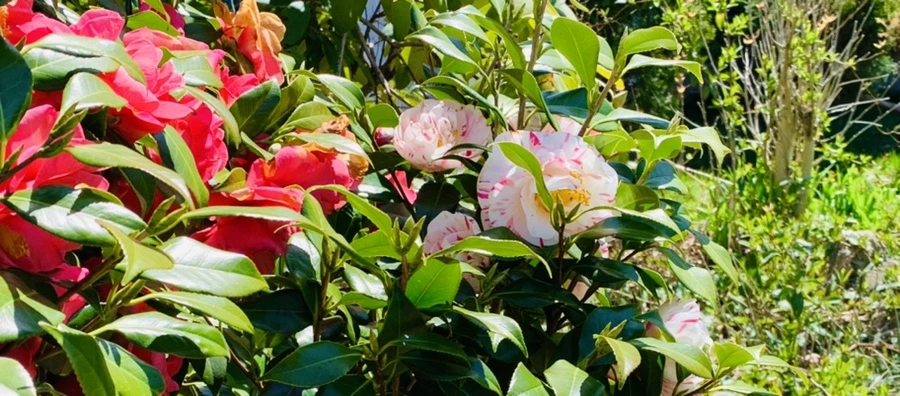 IMG_8189.jpg?type=w966