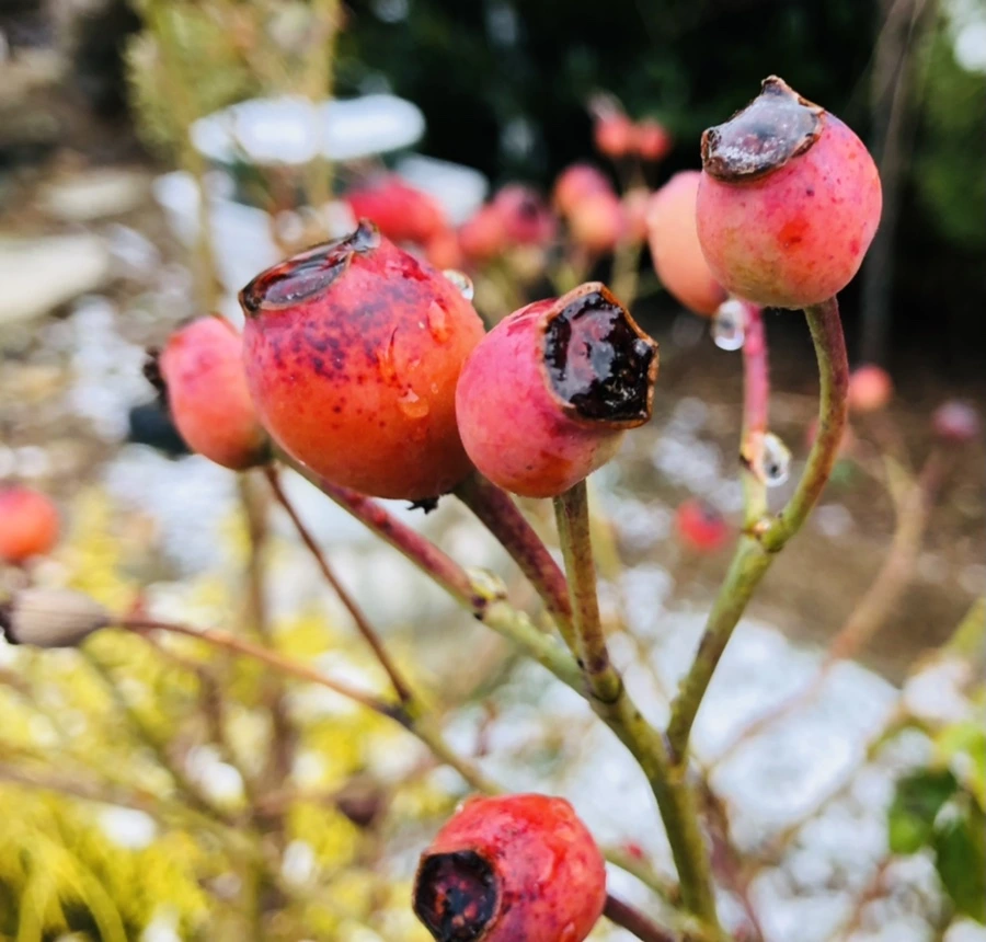 IMG_4582.jpg?type=w966