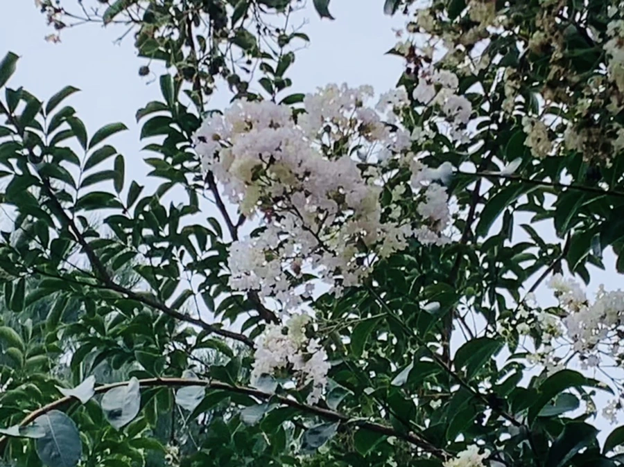 IMG_5951.jpg?type=w966